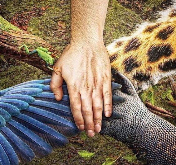 Save The Amazon